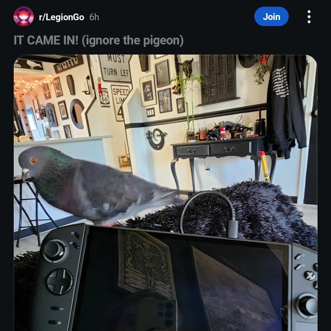 m--pigeon.jpg